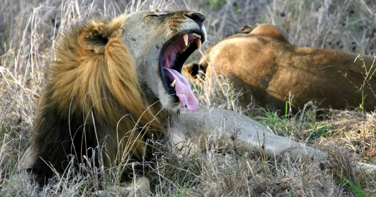 286933-lion-in-mikumi-national-park