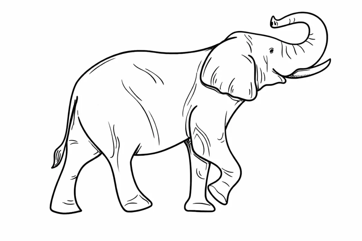 elephant vector