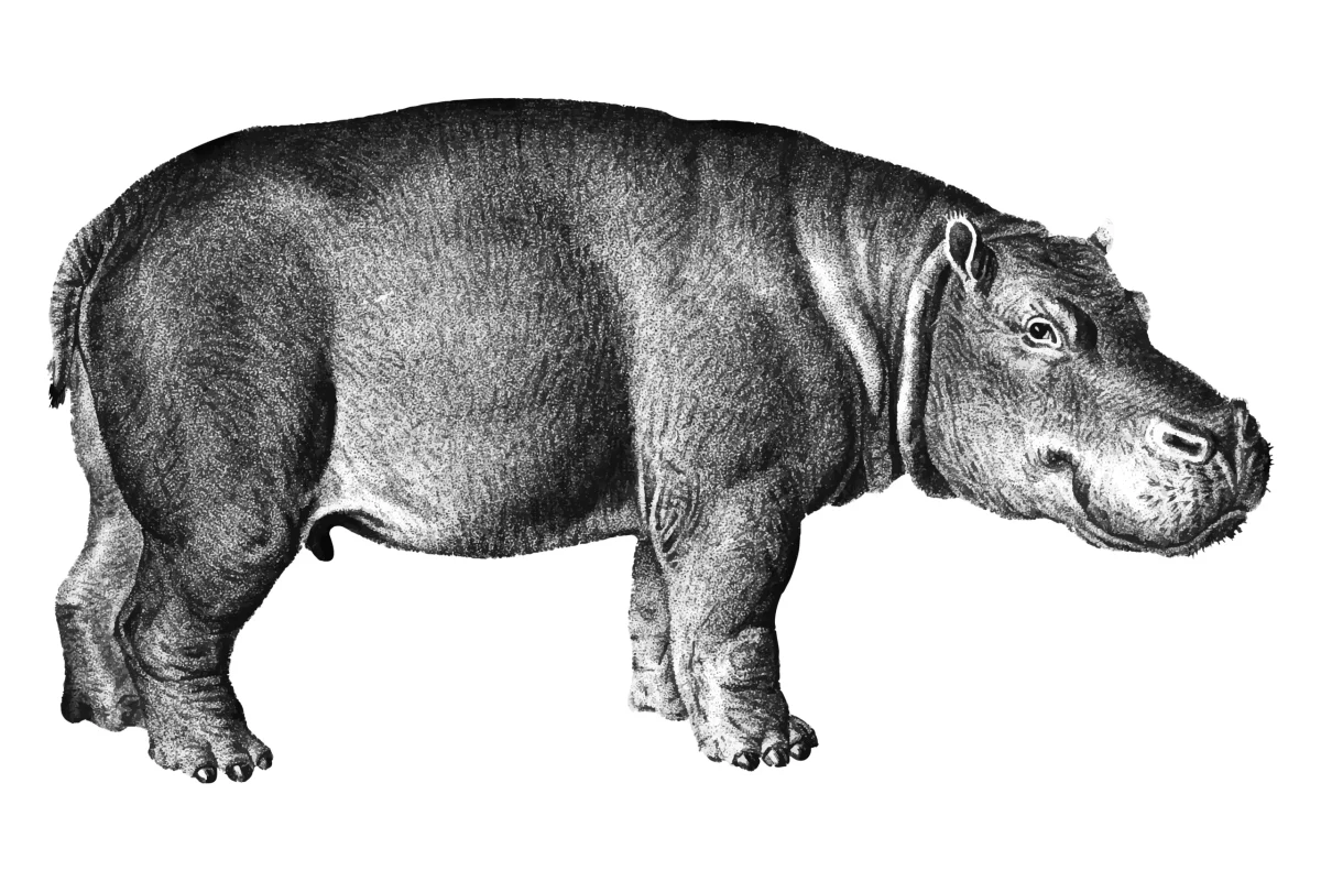 hippo vector