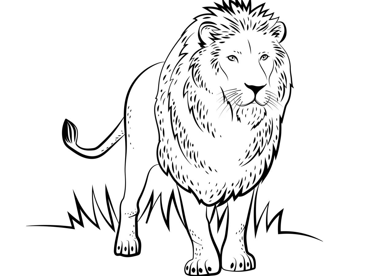 lion vector