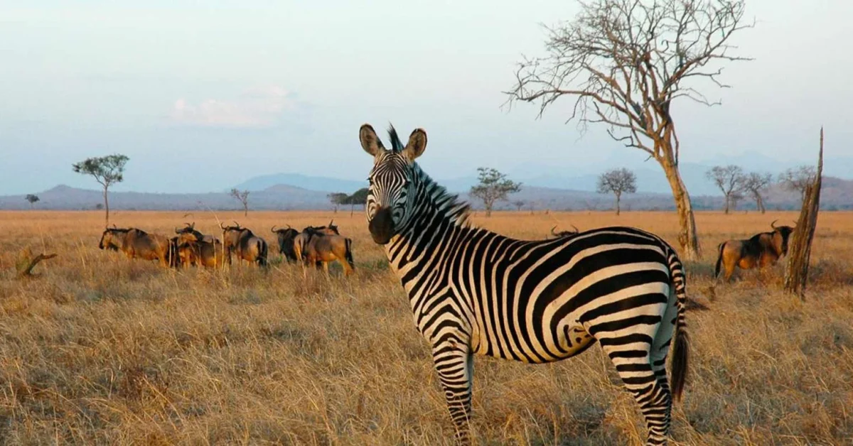 mikumi national park 2