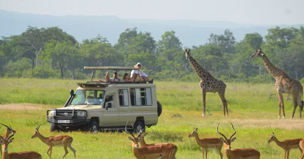 mikumi national park 3